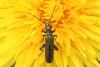 Oedemera virescens